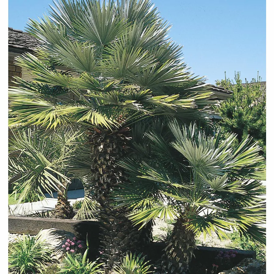 Most Popular Palm Trees