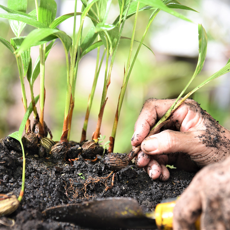 How To Grow Palm Trees From Seed