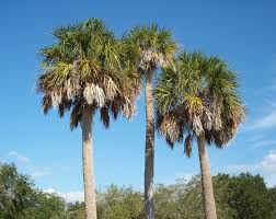 Cabbage Palm Tree - Sabal Palmetto