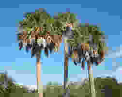 Cabbage Palm Tree - Sabal Palmetto