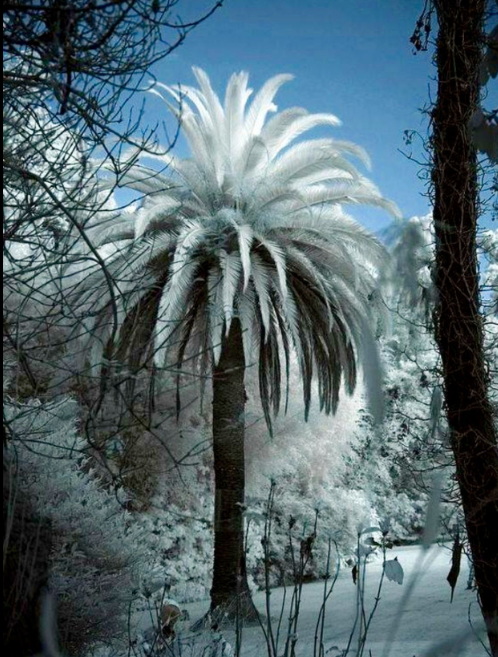 palm desert weather frost palm desert weather frost