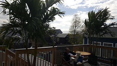 Palm Trees Near The Beach, rent plants, palm trees, buy palm trees, rent palm trees, palm trees in new england, palm trees in new york, plant storage