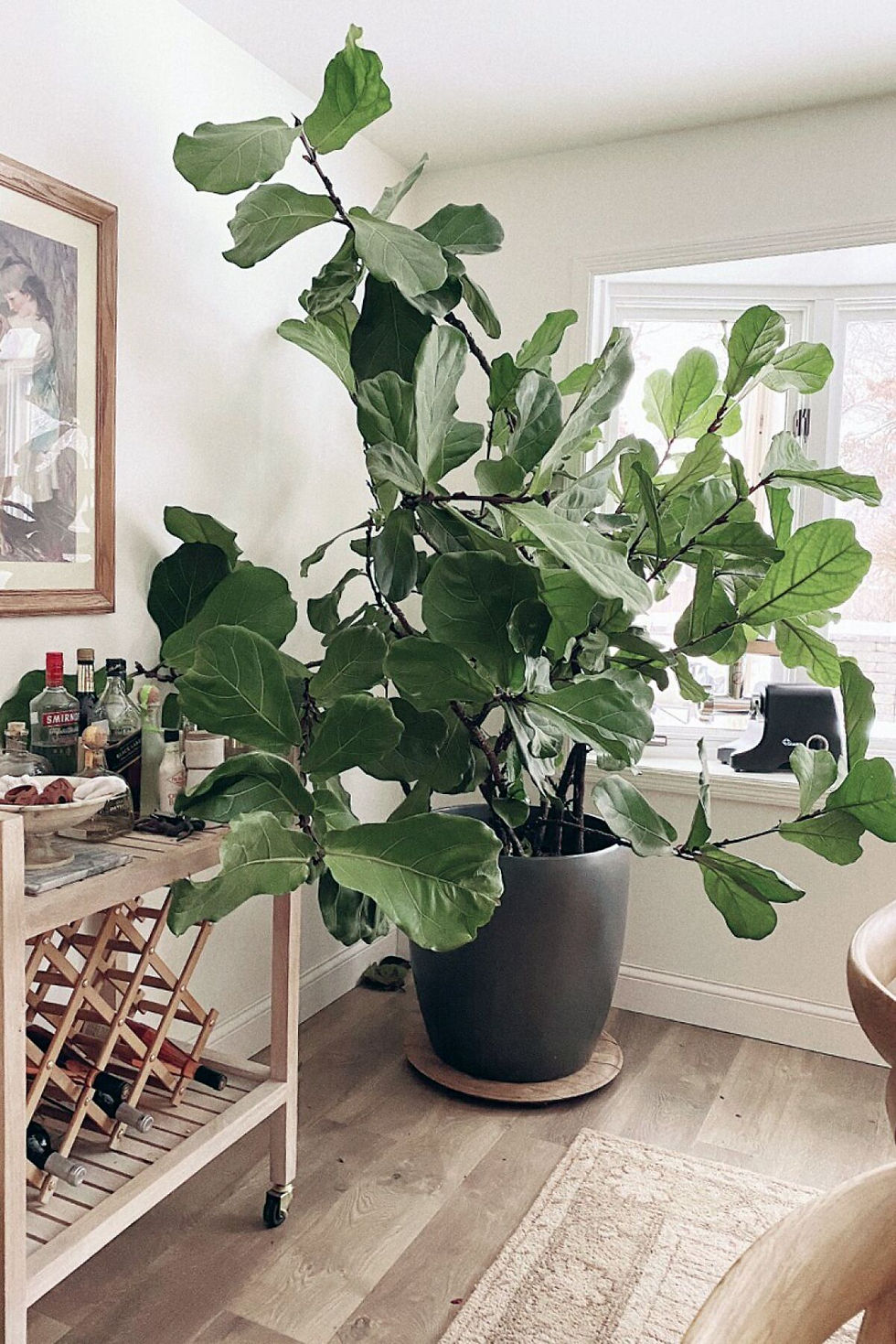 Best Indoor Tropical Plants