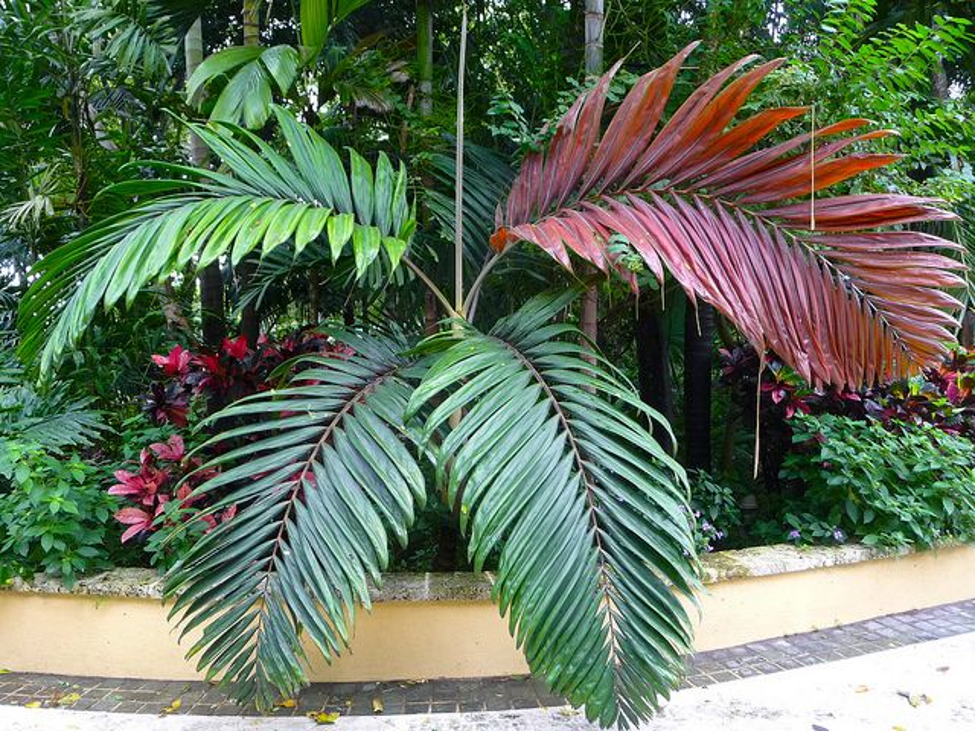 Red Feather Palm Tree