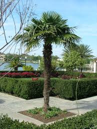 Windmill Palm Tree