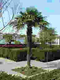 Windmill Palm Tree