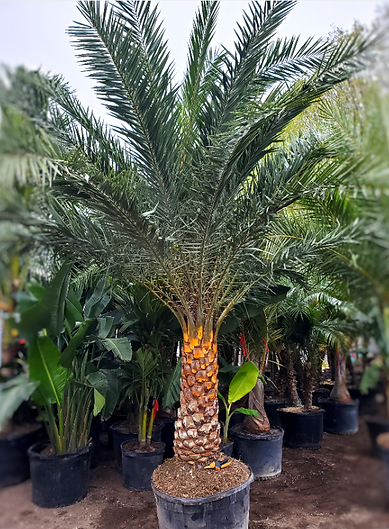 Rent sylvester palm trees in CT, NY, NJ, RI, Mass.en Shot 2022-03-14 at 10.50.28 AM.png