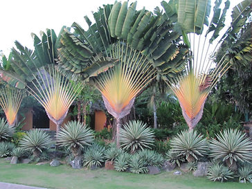 Travelers Palm Tree in the landscape
