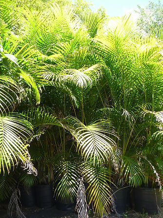 Areca Palm Trees In Ohio