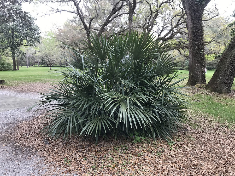 Needle Palm Tree - Native To USA