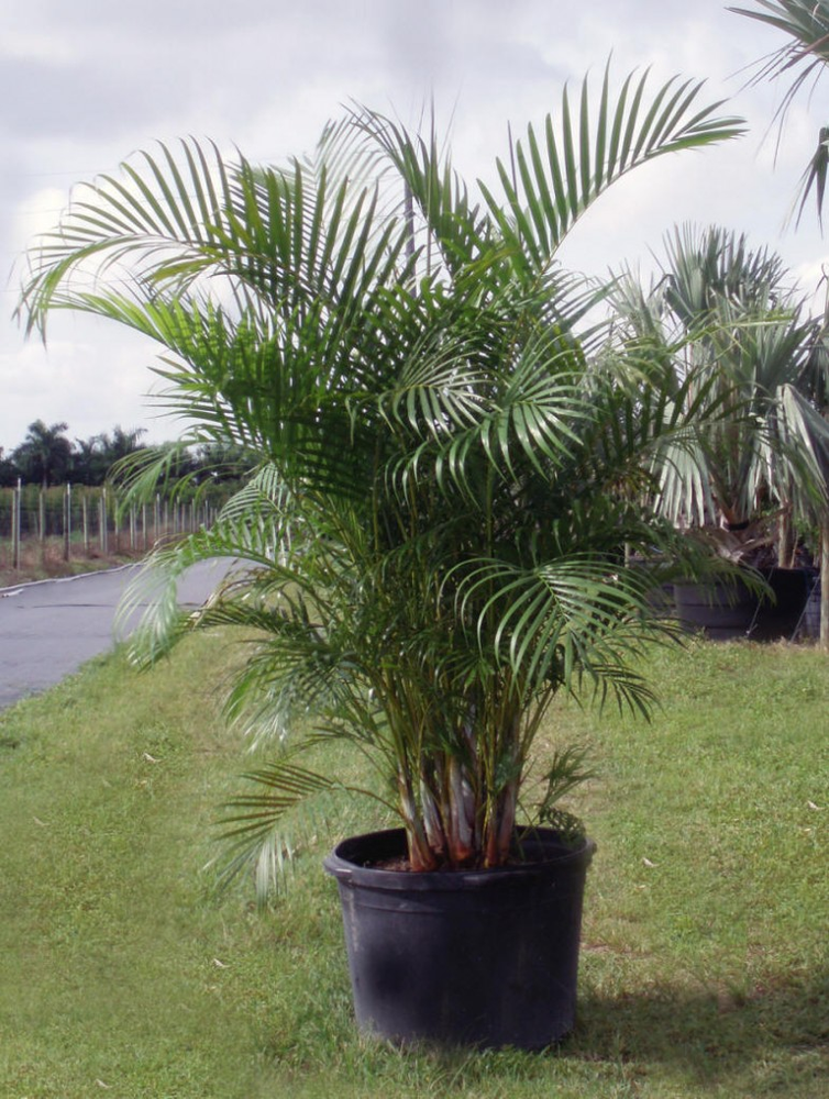 Planting Your Palm Tree From Nursery Pot Into The Ground