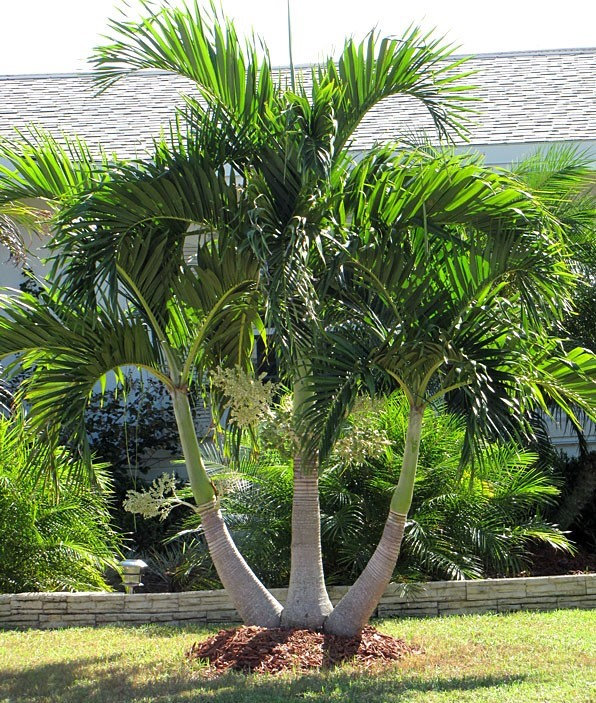 Palm Trees For Rent In CT? Palms For Sale Or Rent In The Northeast and