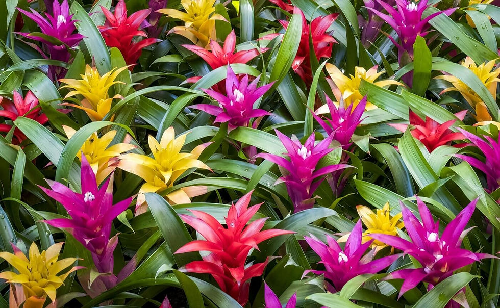 Best Indoor Tropical Plants