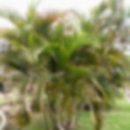 Are Palm Trees Grass Or Trees?