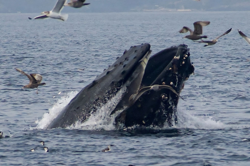 Seattle vs Orcas Island Whale Watching: Which Is Better?