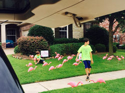 Daring Daytime Flocking