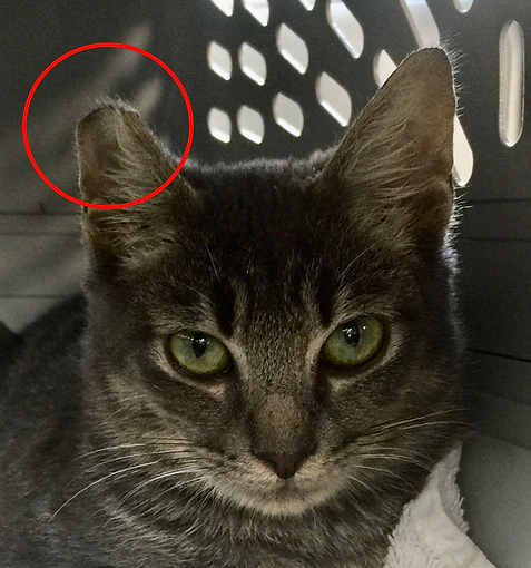 Sebastian - ear tip.png
