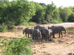 Yankari_Elephants