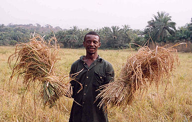 Sierra_Leone_rice_farmer.jpg