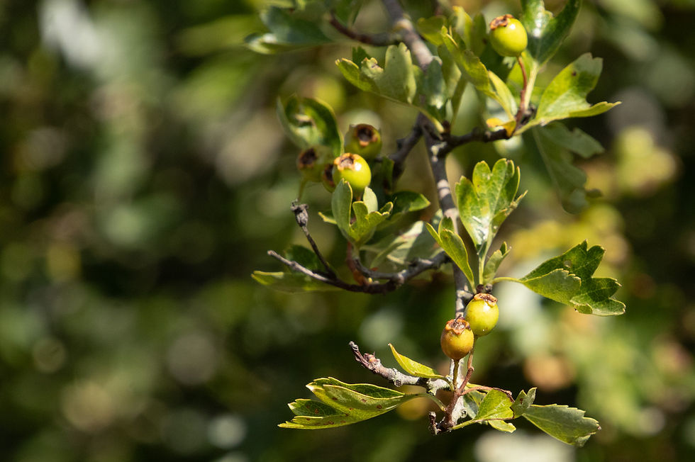 Unripe green hawthorn berries (haws) maturing on a native Common Hawthorn branch along Dowager’s Lane in Old Knebworth, Hertfordshire, in August.