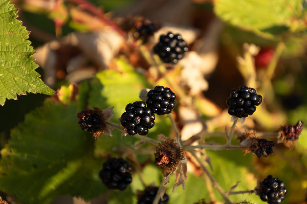 Glossy black wild blackberries fully ripe on a thorny bramble bush along the western hedgerow boundary of an arable field in Old Knebworth, Hertfordshire, in August.