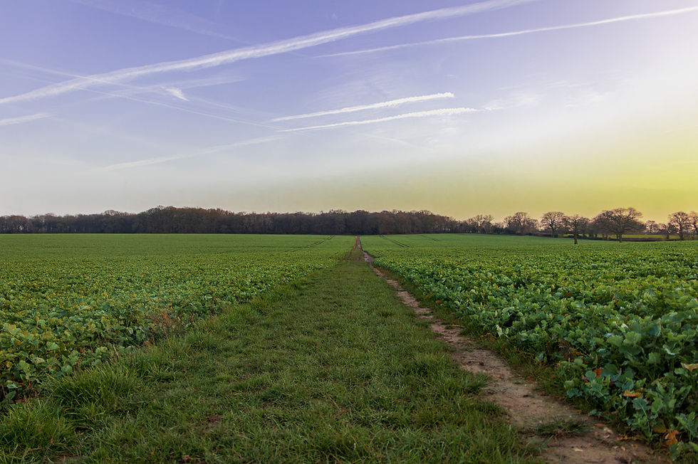 A public footpath cutting straight through a green oilseed rape field toward a dense woodland boundary under a twilight sky with jet vapor trails in Knebworth, Hertfordshire.