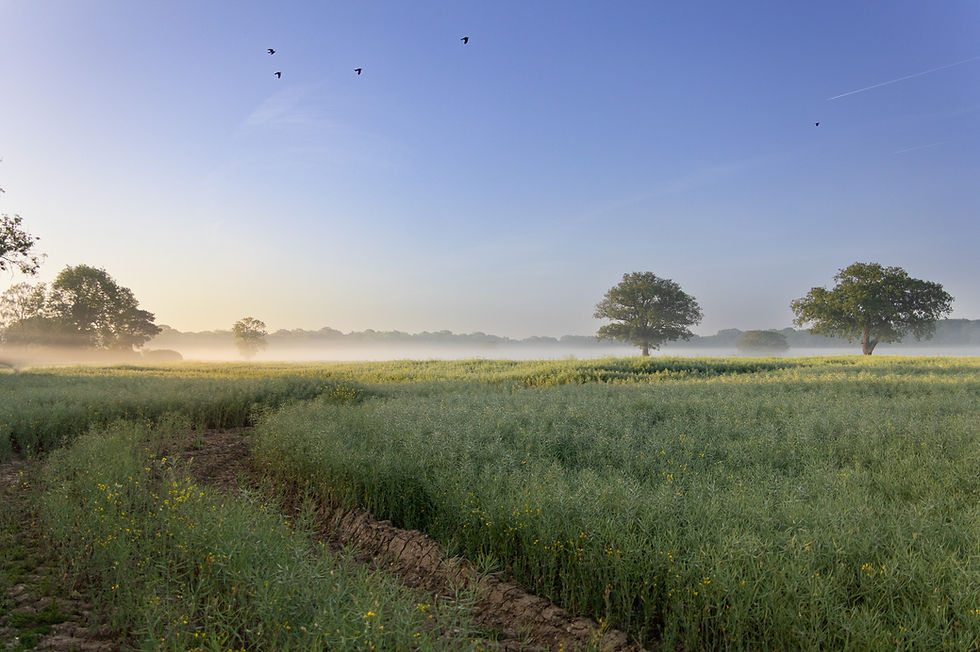 A misty morning landscape of a green arable field in Knebworth, Hertfordshire, showing early sun rays over a low ground fog with mature trees and birds flying overhead.