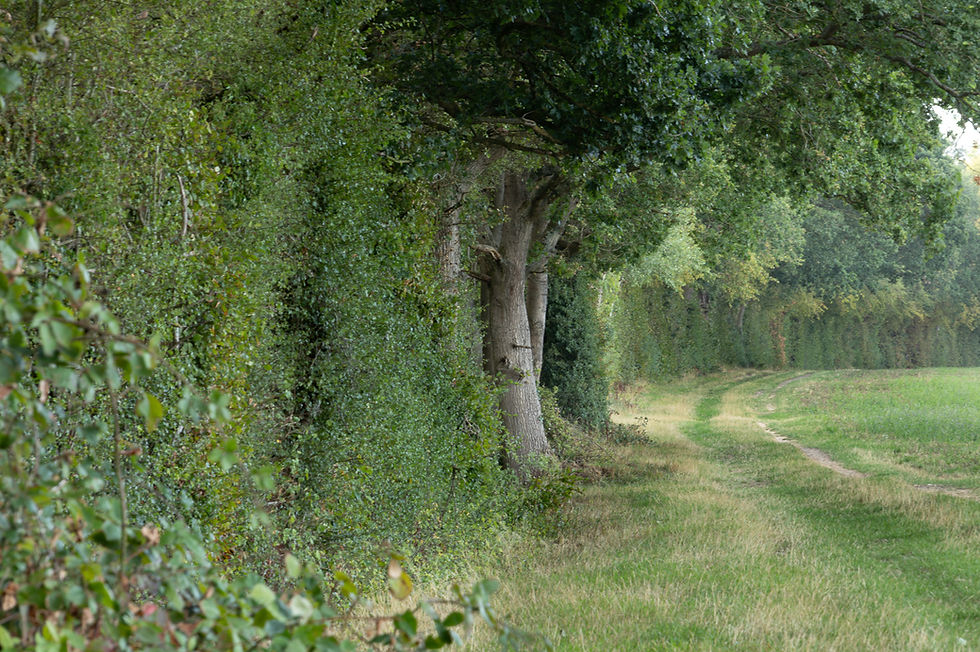 Explore the historic boundaries of an Old Knebworth field. This south-facing view documents the vital unploughed grass margin on aknebworthfield.co.uk.