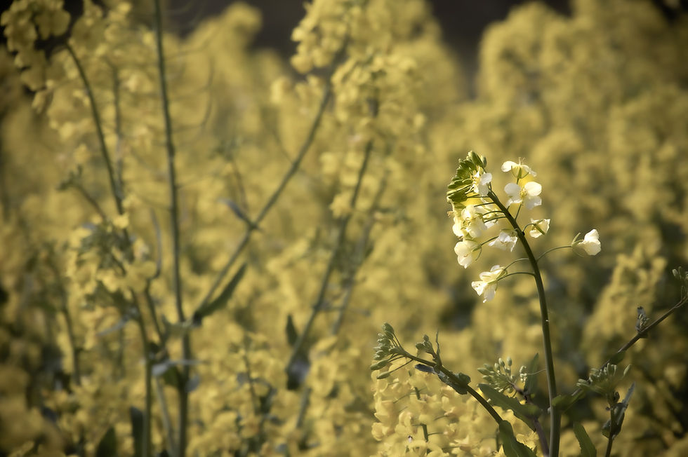 A single white oilseed rape flower stem blooming in sharp focus against a dense, blurry background of yellow rapeseed blossoms in a Knebworth field.