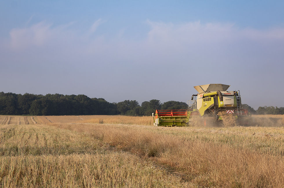 A Claas combine harvester harvesting crops in an arable field in Knebworth, Hertfordshire, kicking up dust against a woodland backdrop.