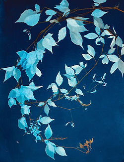 Virginia's Dance watercolour on cyanotype 16_x20_ framed.jpg