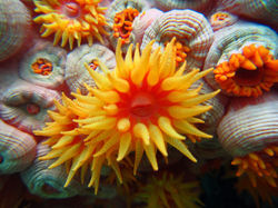 Bárbara_Ribeiro_Gomes