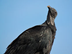 Ramon Henrique Carvalho Couto