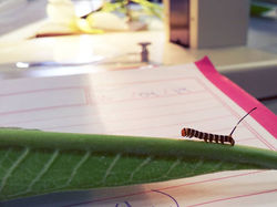 Vivian Grizente Rocha