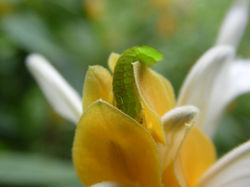 Sarah Mederos da Silveira