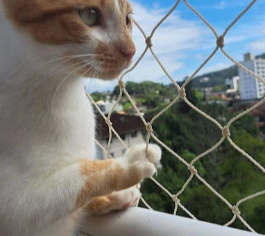🐱 Rede de proteção para gatos: segurança sem perder liberdade