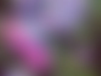 Help! What Can I Do In My Shady Areas?