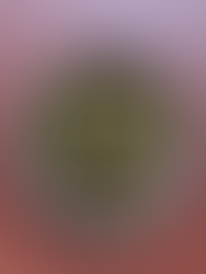 Ensalada de Garbanzos y Vinagreta Negra