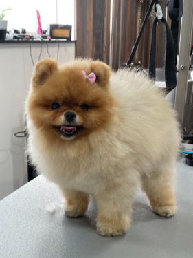 Dog Beauty, salon de toilettage pour chiens et chats
