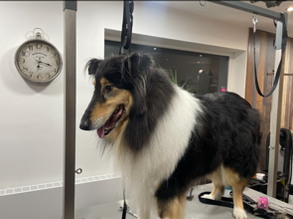 Dog Beauty, salon de toilettage pour chiens et chats