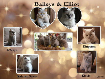 Baileys & Elliot