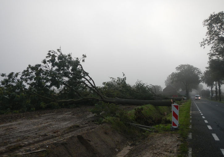 gros abattage sur voie publique