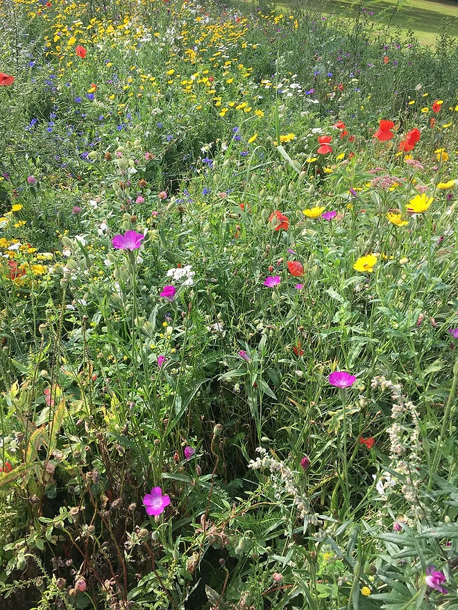 réalisation de prés fleuris dans un parc