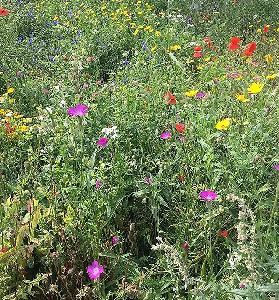 réalisation de prés fleuris dans un parc