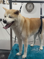 Dog Beauty, salon de toilettage pour chiens et chats