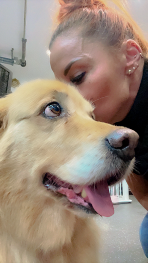 Dog Beauty, salon de toilettage pour chiens et chats