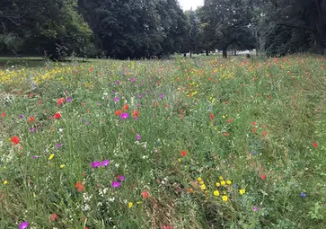 Prés fleuries parc