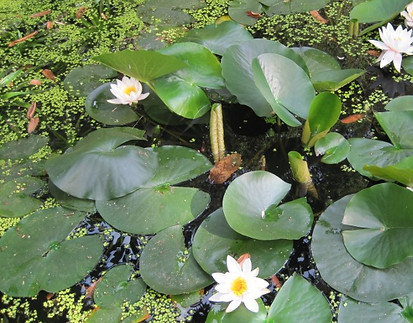 bassin d'eau avec lotus Wavre