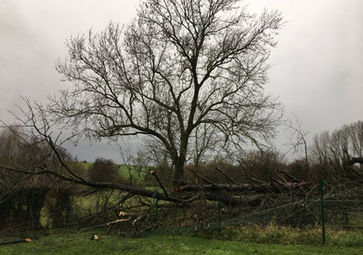 abattage dangereux arbres tombé durant tempéte