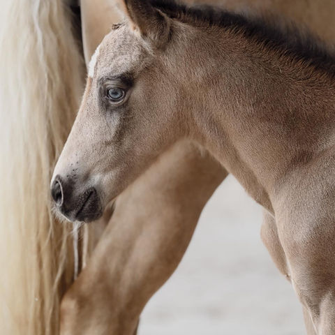 Centre équestre à Comines-Warneton, Haras de Virchel